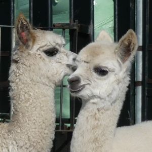 Jonge Alpacas
